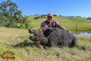 Wild Pig Hunting (California)